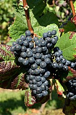 Miniatura para Tannat (uva)