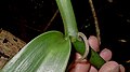 Vanilla sp., Orchidaceae, Atlantic forest, northern littoral of Bahia, Brazil (20955141976).jpg