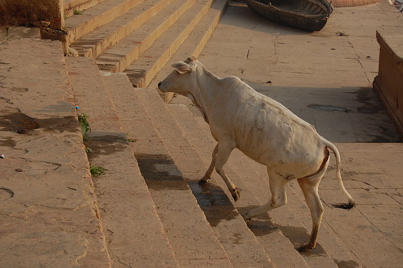 File:Varanasi cow on ghat stairs.JPG