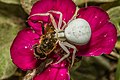 Platz 4: Herwig Winter - Veränderliche Krabbenspinne (Misumena vatia). Krabbenspinnen haben ein recht wirksames Gift, so dass sie ohne Weiteres Beutetiere töten können, die deutlich größer sind als sie selbst. Hier hat die Spinne eine Schwebfliege erbeutet.