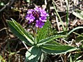 Steifes Eisenkraut (Verbena rigida)