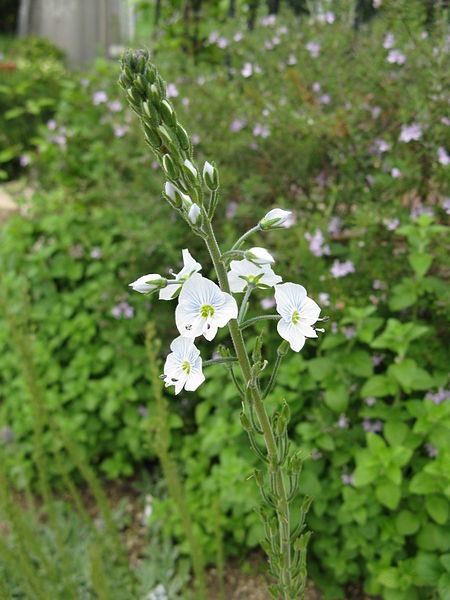 File:Veronica gentianoides3.jpg