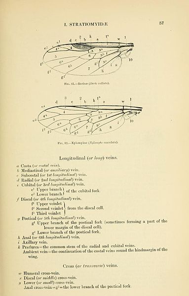 File:VerrallBrachyceraPage57.jpg