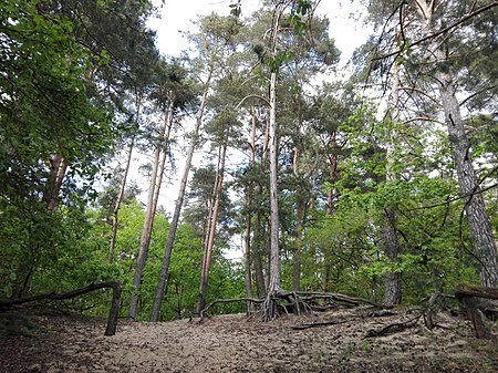 Verwunschener Wald