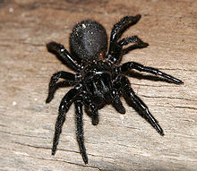 Araneae Wikipedia