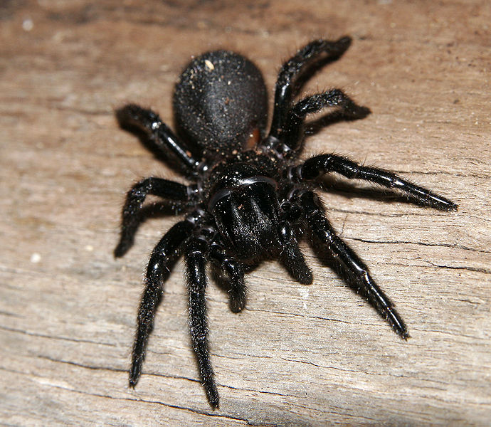 File:Victorian funnelweb.jpg