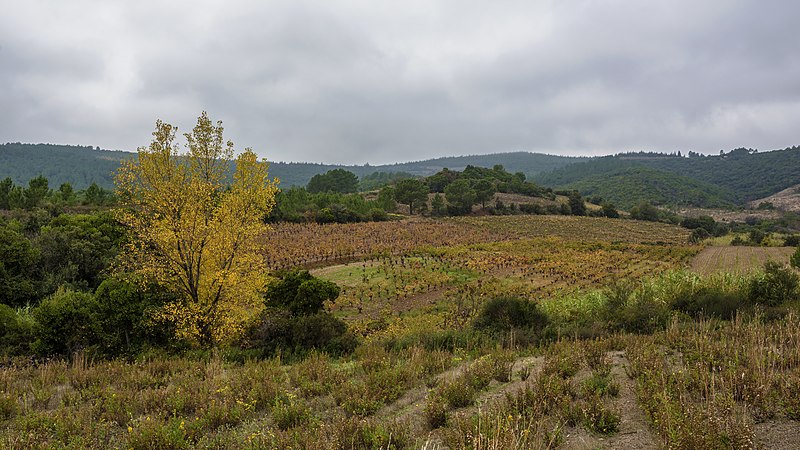 File:Vineyards in Prades-sur-Vernazobre 02.jpg