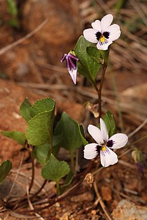 <i>Viola cuneata</i> Species of flowering plant