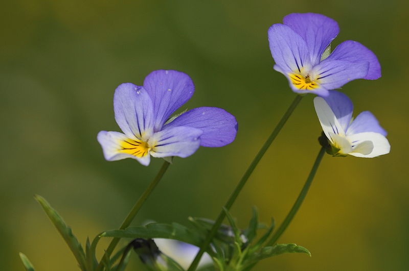 File:Viola tricolor 04.jpg