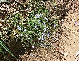 Wahlenbergia stricta growing on a river bank Wahlenbergia stricta on the banks of the Murrumbidgee River.jpg