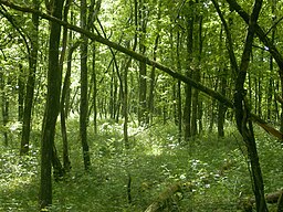 Forest - Wikimedia Commons