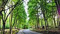 Die Apenrader Straße führt in Flensburg durch den Kluesries.