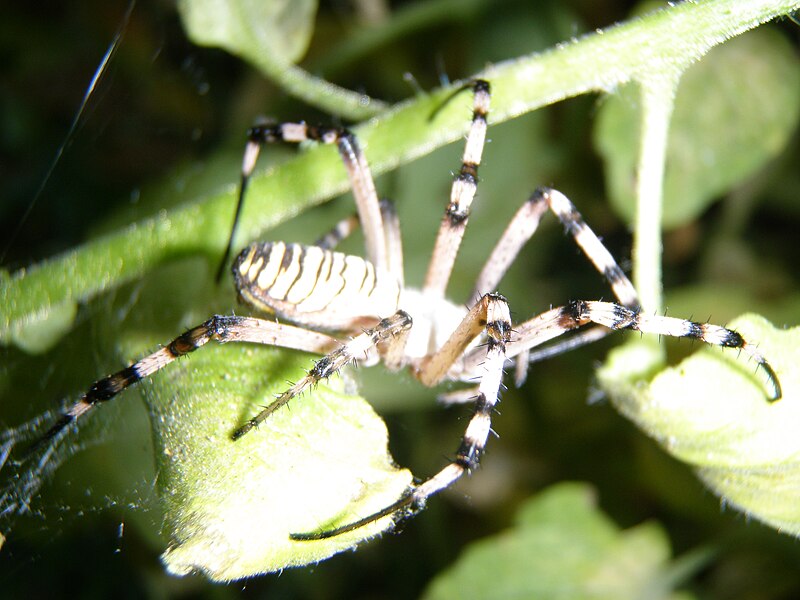 File:Wespin Argiope bruennichi P7250963.JPG