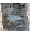 * Nomination American Beech bark at West Neck Creek Natural Area --PumpkinSky 23:25, 27 January 2018 (UTC) * Promotion Good quality. -- Johann Jaritz 03:04, 28 January 2018 (UTC)