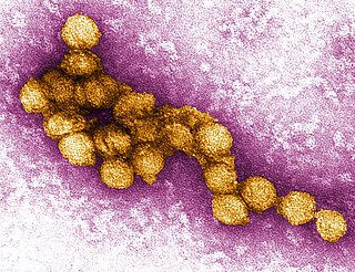 <i>West Nile virus</i> Species of flavivirus causing West Nile fever
