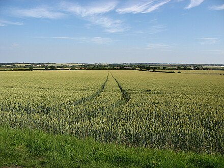 A wheat field in Essex.