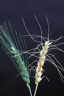 Fusarium ear blight