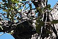 Whiskered Screech Owl (Megascops trichopsis) in Upper Miller Canyon