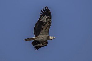 White-bellied fish eagle (Haliaeetus leucogaster) juvenile in flight.jpg