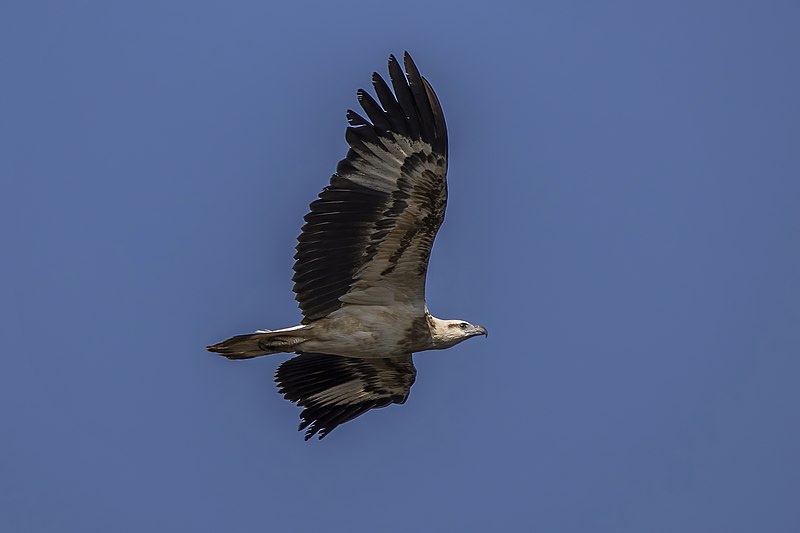 File:White-bellied fish eagle (Haliaeetus leucogaster) juvenile in flight.jpg
