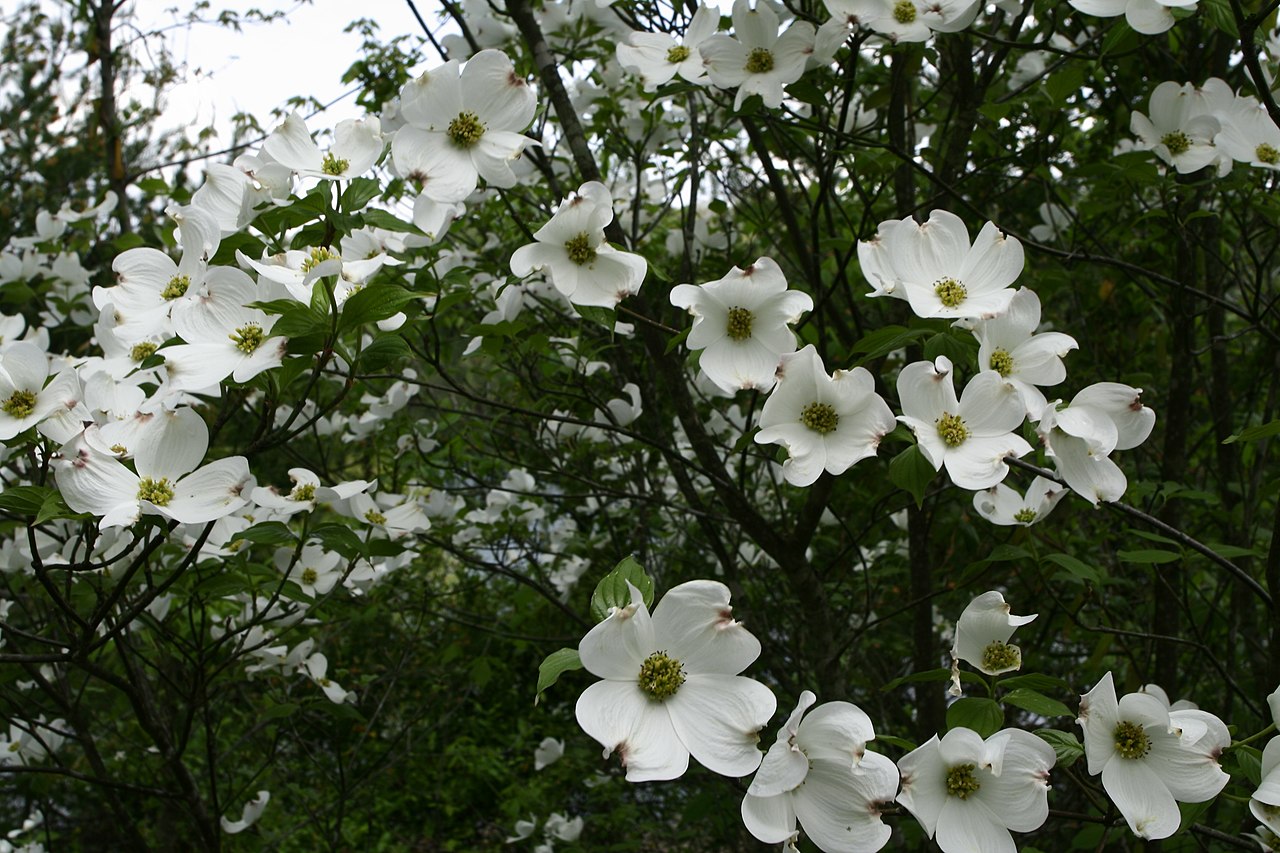 File:White-flower-spring-tree - West Virginia ...