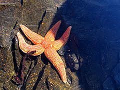 Asteroideum in Mari Albo Russiae