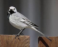 Бело серо черная птица