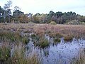 Thumbnail for Sandhurst to Owlsmoor Bogs and Heaths