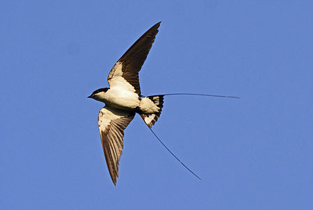 Tập_tin:Wire-tailed_Swallow_Hirundo_smithii_by_Dr._Raju_Kasambe.jpg