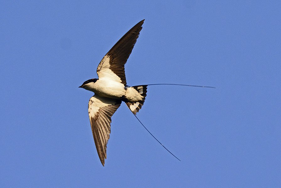 Swallow tail hunt