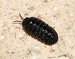 Armadillidium vulgare? (Armadillidiidae) Woodlouse