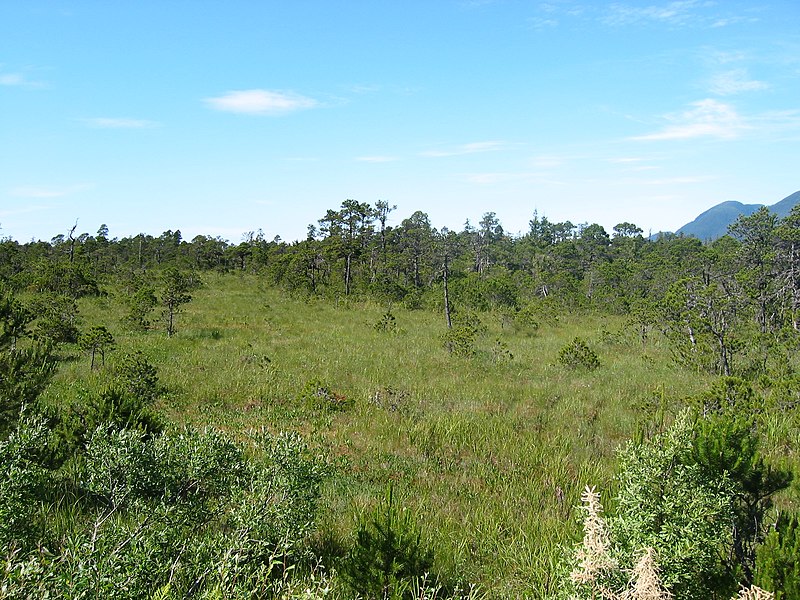 File:Wrangell Muskeg.JPG