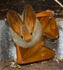 Yellow-Winged Bat.jpeg