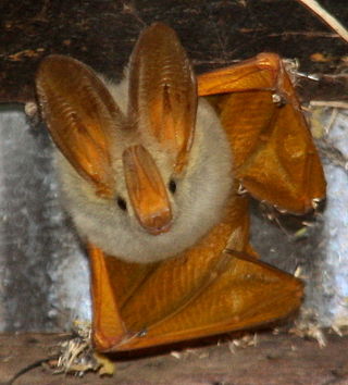 <span class="mw-page-title-main">Yellow-winged bat</span> Species of bat