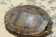 Yellow-bellied slider, Trachemys scripta scripta