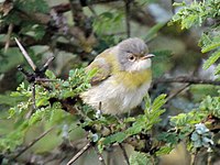 Apalis, Yellow-breasted Apalis flavida