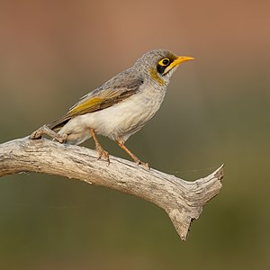 Yellow-throated miner, by JJ Harrison