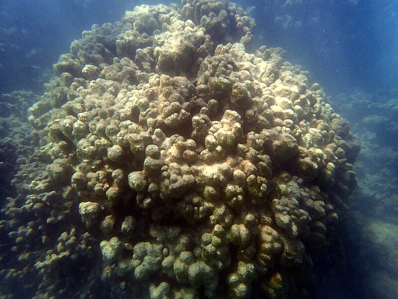 File:Yellow Coral (23426629833).jpg