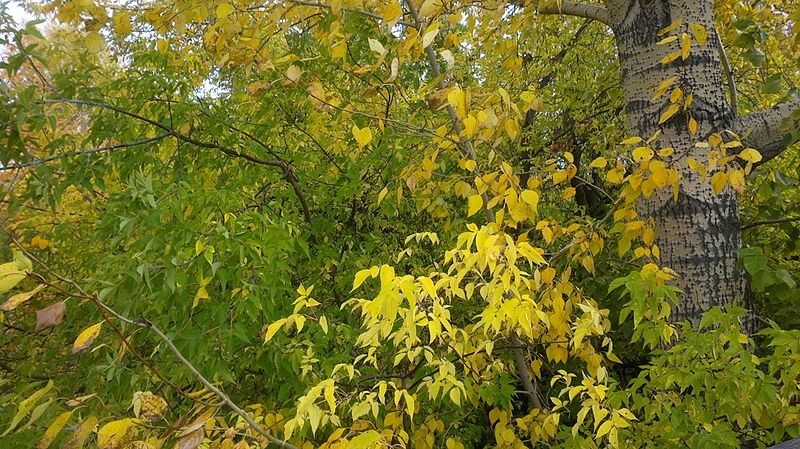 File:Yellow foliage.jpg