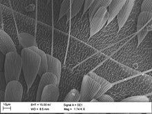 Particolare dell'addome. In evidenza tre differenti tipi di rivestimenti tricoidei: setole squamiformi (appiattite), setole o macrotrichi (lunghe), microtrichi (brevi).