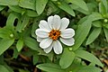 * Nomination Zinnia elegans flower. Prenn 01:26, 15 October 2012 (UTC) * Withdrawn I'll try to get a better shot. Prenn 07:48, 18 October 2012 (UTC)