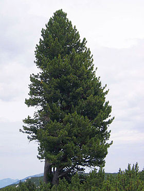 Pinus cembra.