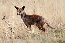 Zorro (red fox) Zorro rojo.jpg