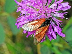 Zygaenidae - Zygaena rubicundus.JPG