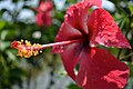 জবা ফুল, Hibiscus rosa-sinensis.jpg