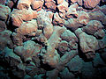 Broken pillow lavas, colored red by iron oxide, inside Vailulu'u crater.