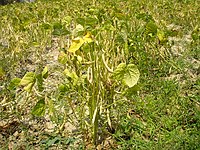 Растение на грав на нива во Скопско