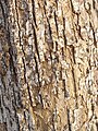 Bark of old tree, Bulgaria