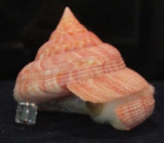 <i>Perotrochus amabilis</i> Species of gastropod