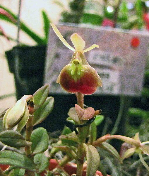 File:樹蘭屬 Epidendrum porpax -香港沙田洋蘭展 Shatin Orchid Show, Hong Kong- (31387900611).jpg